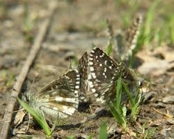 Attēlu rezultāti vaicājumam “Pyrgus serratulae underside”