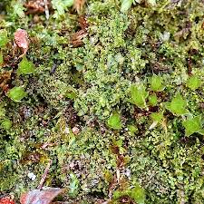 Attēlu rezultāti vaicājumam “Lophocolea minor”