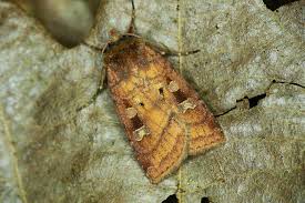 Attēlu rezultāti vaicājumam “Diarsia florida”