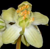 Attēlu rezultāti vaicājumam “Pyrola chlorantha leaf”