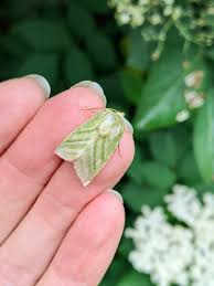 Attēlu rezultāti vaicājumam “Rusina ferruginea female”