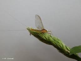 Attēlu rezultāti vaicājumam “Heptagenia sulphurea”