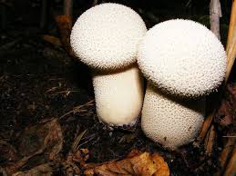 Attēlu rezultāti vaicājumam “Lycoperdon perlatum”