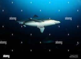 Image result for Carcharhinus brachyurus