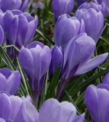 Attēlu rezultāti vaicājumam “Crocus vernus subsp. vernus flower”