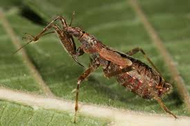 Attēlu rezultāti vaicājumam “Himacerus apterus”