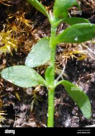 Attēlu rezultāti vaicājumam “Callitriche cophocarpa”