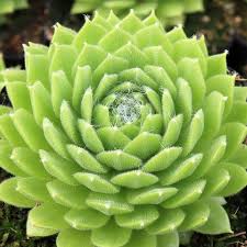 Attēlu rezultāti vaicājumam “Sedum pallidum”