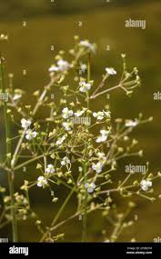 Attēlu rezultāti vaicājumam “Alisma gramineum flower”