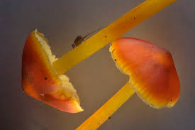 Attēlu rezultāti vaicājumam “Hygrocybe pseudoconica”