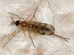 Attēlu rezultāti vaicājumam “Sylvicola sp.”