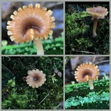 Attēlu rezultāti vaicājumam “Lichenomphalia umbellifera”