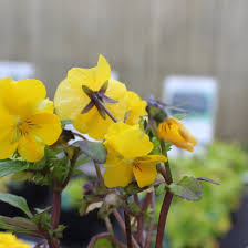 Attēlu rezultāti vaicājumam “Viola x williamsii”