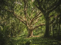 Image result for druid