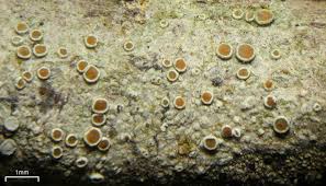 Attēlu rezultāti vaicājumam “Lecanora chlarotera”