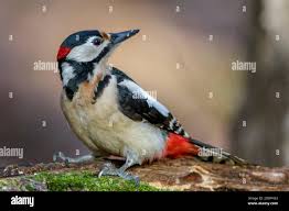 Attēlu rezultāti vaicājumam “Dendrocopos major male”