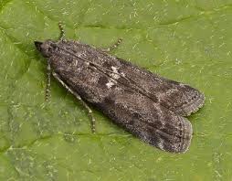 Attēlu rezultāti vaicājumam “Apomyelois bistriatella”