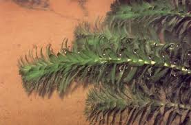 「水蘊草」的圖片搜尋結果