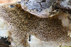 Attēlu rezultāti vaicājumam “Didymium serpula”