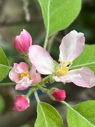 Attēlu rezultāti vaicājumam “Malus domestica flower”