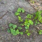 Attēlu rezultāti vaicājumam “Menispermum dauricum leaf”