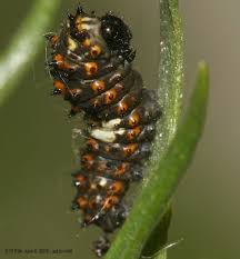 Attēlu rezultāti vaicājumam “Papilio machaon larva”