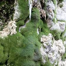 Attēlu rezultāti vaicājumam “Eucladium verticillatum”