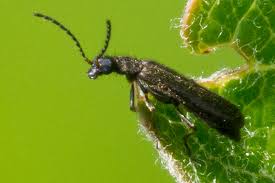 Attēlu rezultāti vaicājumam “Dasytes sp.”