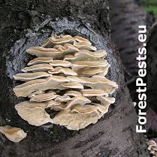 Attēlu rezultāti vaicājumam “Trametes”