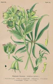 Image result for Nieswurz