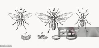 Attēlu rezultāti vaicājumam “Formica rufa pupa”