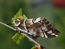 Attēlu rezultāti vaicājumam “Endromis versicolora”