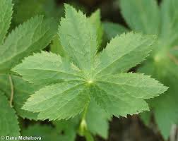 Attēlu rezultāti vaicājumam “Astrantia major leaf”