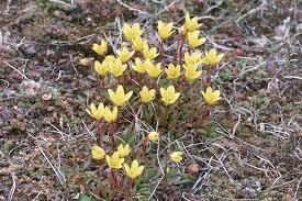 Attēlu rezultāti vaicājumam “Saxifraga hirculus”