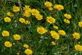 Attēlu rezultāti vaicājumam “Crepis biennis leaf”