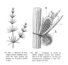 Attēlu rezultāti vaicājumam “Chara globularis”