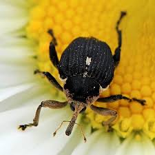 Attēlu rezultāti vaicājumam “Mononychus punctumalbum”