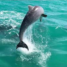 Image result for Belfairs Dolphins Snorkelling Club