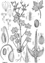 Attēlu rezultāti vaicājumam “Geranium bohemicum”