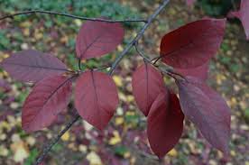 Attēlu rezultāti vaicājumam “Prunus cerasifera”