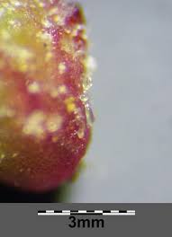 Attēlu rezultāti vaicājumam “Atriplex patula fruit”