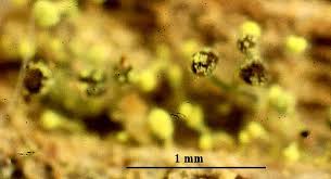 Attēlu rezultāti vaicājumam “Chaenotheca brachypoda”