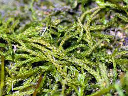 Attēlu rezultāti vaicājumam “Pseudoleskeella nervosa”