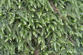 Attēlu rezultāti vaicājumam “Isothecium myosuroides sporophyte”