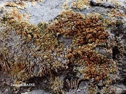 Attēlu rezultāti vaicājumam “Caloplaca saxicola”