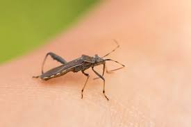 Attēlu rezultāti vaicājumam “Alydus calcaratus imago”