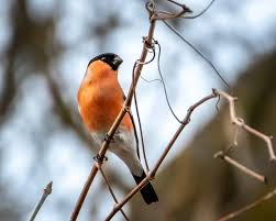 Attēlu rezultāti vaicājumam “Pyrrhula pyrrhula”