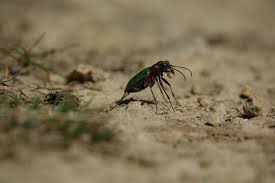 Attēlu rezultāti vaicājumam “Cicindela campestris”