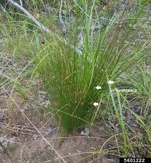 Attēlu rezultāti vaicājumam “Juncus filiformis”