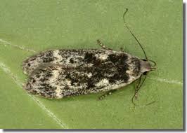 Attēlu rezultāti vaicājumam “Anacampsis blatariella”